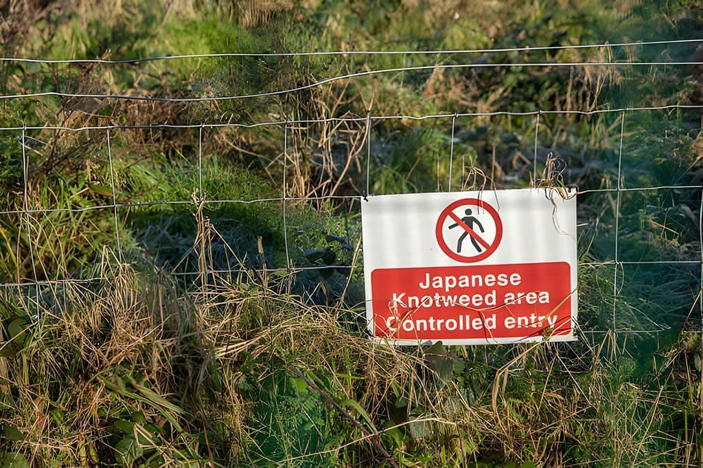 Japanese Knotweed Controlled Area