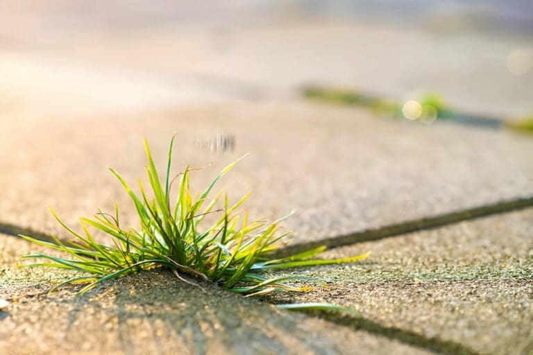 How to Stop Weeds Growing Between Paving Slabs Tools'n'Stuff